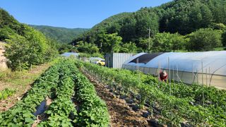 황금박쥐님의 내 농사 경력 자랑하기 · 참여 작성글 사진