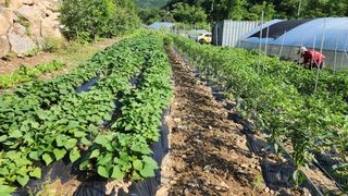 황금박쥐님의 내 농사 경력 자랑하기 · 참여 작성글 사진