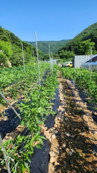 황금박쥐님의 내 농사 경력 자랑하기 · 참여 작성글 사진