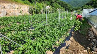 황금박쥐님의 내 농사 경력 자랑하기 · 참여 작성글 사진