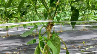 강산길님의 고추 · 병해충상담 작성글 사진