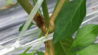 강산길님의 고추 · 병해충상담 작성글 사진