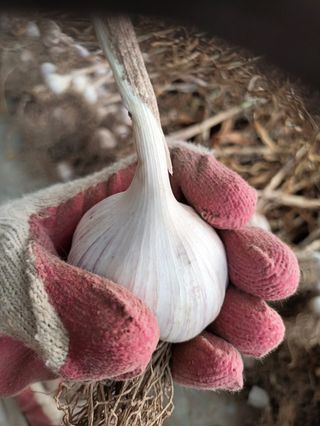 신현주님의 마늘 · 수확 작성글 사진