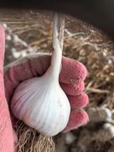 신현주님의 마늘·수확 작성글 사진