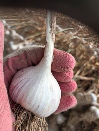 신현주님의 마늘 · 수확 작성글 사진