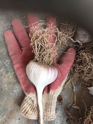 신현주님의 마늘 · 수확 작성글 사진