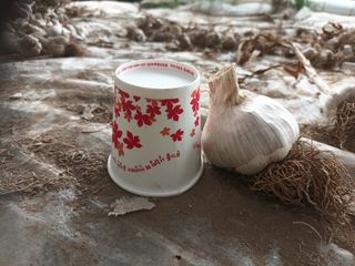 신현주님의 마늘 · 수확 작성글 사진