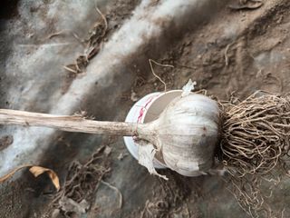 신현주님의 마늘 · 수확 작성글 사진