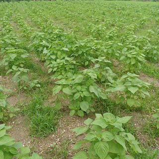 허재영 님의 들깨 · 영농일지 작성글 사진