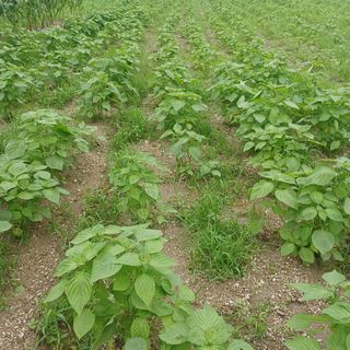 허재영 님의 들깨 · 영농일지 작성글 사진