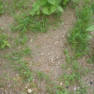 허재영 님의 들깨 · 영농일지 작성글 사진