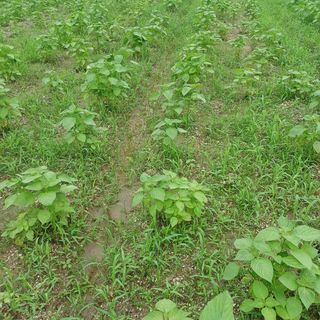 허재영 님의 들깨 · 영농일지 작성글 사진