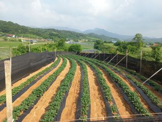 한태훈님의 고구마 · 자유게시판 작성글 사진