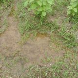 팜모닝 들깨·영농일지 게시글 이미지