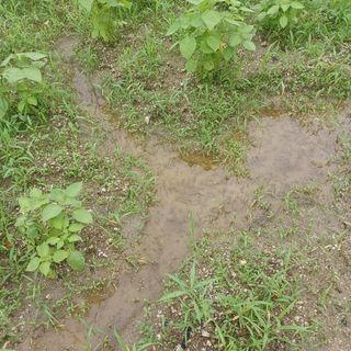 허재영 님의 들깨 · 영농일지 작성글 사진