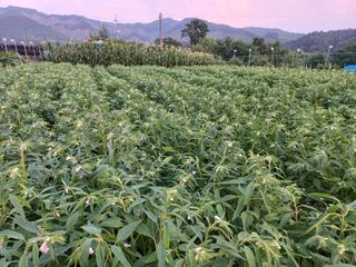 한태훈님의 참깨 · 자유게시판 작성글 사진