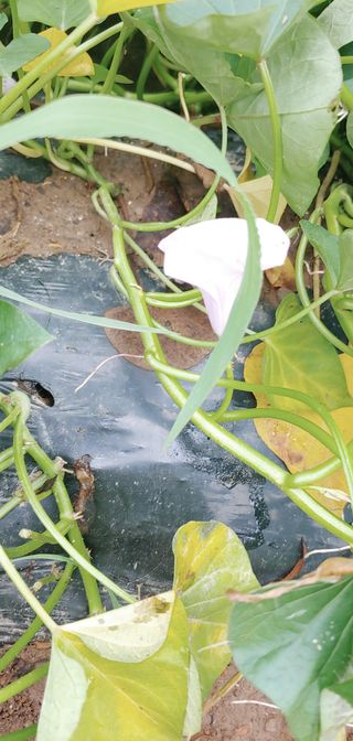 초록가족코난 허일영님의 고구마 · 자유게시판 작성글 사진