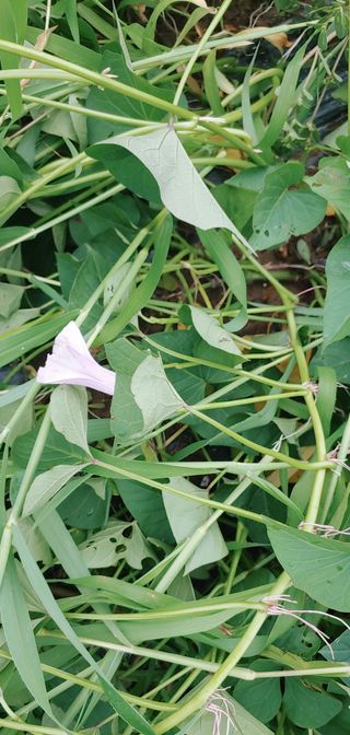 초록가족코난 허일영님의 고구마 · 자유게시판 작성글 사진