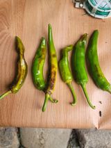 팜모닝 고추·병해충상담 게시글 이미지