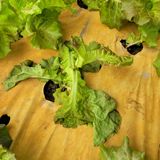 팜모닝 상추·병해충상담 게시글 이미지