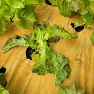 이유나님의 상추 · 병해충상담 작성글 사진