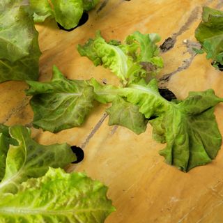 이유나님의 상추 · 병해충상담 작성글 사진