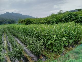 김 연님의 내 농사 경력 자랑하기 · 참여 작성글 사진