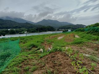 김 연님의 내 농사 경력 자랑하기 · 참여 작성글 사진