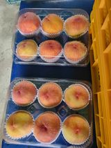 팜모닝 복숭아·영농일지 게시글 이미지