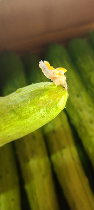 청춘농부님의 기타작물 · 병해충상담 작성글 사진