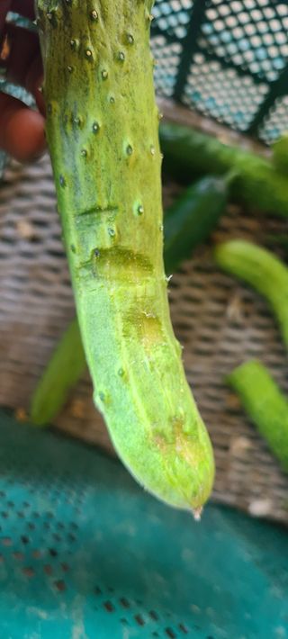 청춘농부님의 기타작물 · 병해충상담 작성글 사진