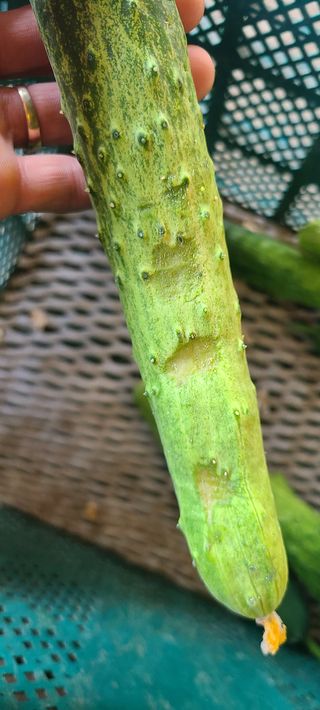 청춘농부님의 기타작물 · 병해충상담 작성글 사진