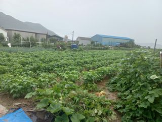 땅콩100kg님의 콩 · 자유게시판 작성글 사진