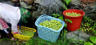 박정순님의 내 농사 경력 자랑하기 · 참여 작성글 사진