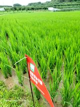 팜모닝 내 농사 경력 자랑하기·참여 게시글 이미지