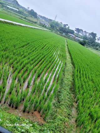 기원운님의 내 농사 경력 자랑하기 · 참여 작성글 사진