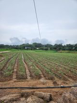 팜모닝 기타작물·자유게시판 게시글 이미지