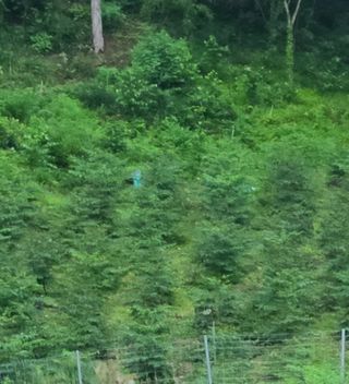 고춘석(고랑과이랑)님의 두릅 · 제초 작성글 사진