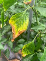 팜모닝 고추·병해충상담 게시글 이미지