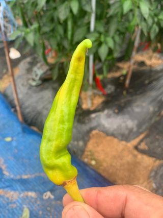 이계성님의 고추 · 병해충상담 작성글 사진