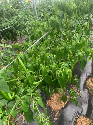 이계성님의 고추 · 병해충상담 작성글 사진