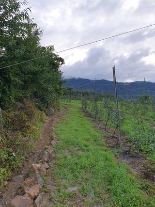 백수왕님의 사과 · 영농일지 작성글 사진