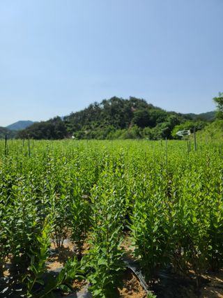 김태현님의 내 농사 경력 자랑하기 · 참여 작성글 사진