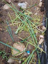 팜모닝 파·병해충상담 게시글 이미지