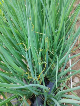 팜모닝 농업정보 좋님의 파 · 병해충상담 작성글 사진