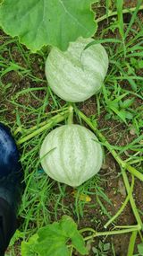 팜모닝 기타작물·자유게시판 게시글 이미지