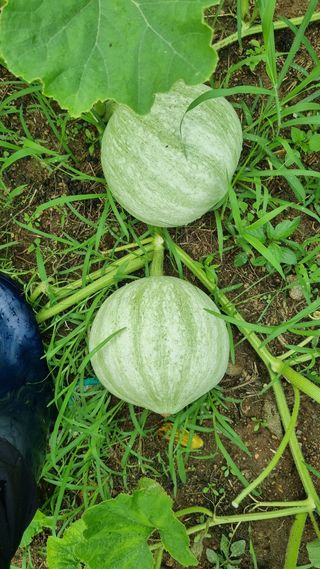 호두1719님의 기타작물 · 자유게시판 작성글 사진