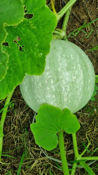 호두1719님의 기타작물 · 자유게시판 작성글 사진