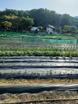 유경희님의 고추 · 병해충상담 작성글 사진
