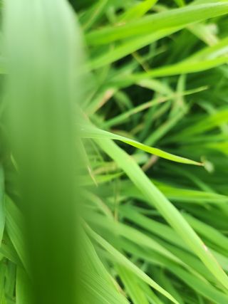 박정하님의 벼 · 영농일지 작성글 사진